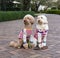 Dressed Up Japanese Dogs