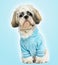 Dressed-up Shih tzu sitting, looking sad,