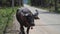 Dressed Up Thai Buffalo Walking by Road Side