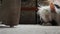 Dressed white chinese crested dog resting on a rug