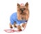 Dressed yorkshire terrier