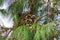 Drey nest of an Eastern gray squirrel Sciurus carolinensis in a South Florida slash pine - Davie, Florida, USA