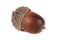 Dried acorn