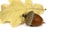 Dried acorn with oak leaf isolated on white