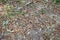 Dried acorns in the forest