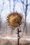 Dried agrimony in a winter forest. Dark