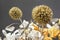 Dried allium flowers