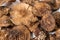 Dried Amanita pantherina or panther cap mushrooms close up. Alternative herbal medicine and micro dosing therapy