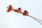 Dried Anthurium flowers lying on concrete background. Top down view.