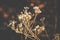 Dried antique flower with rustic earthy background.