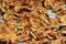 Dried apples. Homemade sun-dried organic apple slices, crispy apple chips