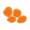Dried apricot illustration