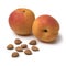 Dried apricot stones with fresh apricots in the background
