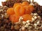Dried apricots, raisins, nuts