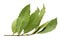 Dried aromatic bay leaf twig isolated on a white background. Photo of laurel bay harvest for eco cookery business. Antioxidant kit