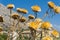 Dried artichoke flowers Orba, Spain.