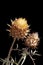 Dried Artichoke flowers with seeds isolared on black b