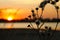 Dried Aster Flower Seedheads in Golden Sunset Silhouette