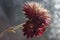 Dried aster flowers on the background of a beautiful glow.