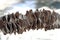Dried Australian Banksia Seed Pod