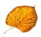 Dried autumn tilia leaf