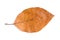 Dried Beech leaf