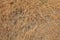 Dried beige grass texture background in summer from above