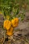 Dried Bell pepper. Bad harvest. Unsatisfactory results of growing organic vegetables