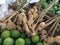 Dried Bergamot or galangal