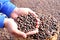 Dried berries coffee beans on hands