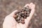 Dried berries coffee beans on hands