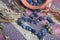 Dried blue berries on colorful ethnic carpet and clay pot.