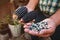 Dried blue corn cob, maize of blue color in mexican hands in mexico