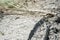 Dried bottom of the lake and the fallen dried tree. Global Warming, Climate Change and Desertification in Europe