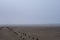 Dried bottom of a salt lake on a foggy morning. Remains of an old wooden pier. Logs sticking out of the sand