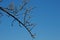 DRIED BRANCH AGAINST BLUE SKY