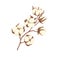 Dried branch of cotton flower bolls. Field plant with soft fluffy balls. Botanical floral drawing in vintage style