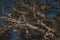 Dried branches in autumn under clear skies