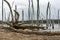 Dried branches on the beach of the Dead Salt Lake Tambukan, Stavropol region