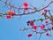 Dried branches of bougainvillea plant affected by drought in summer on Mallorca island in summer heat, environmental problem