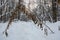 Dried broken plant in the winter forest