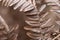 Dried brown fern leaf macro