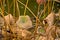 Dried brown leaves of a sacred lotus plant