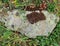 Dried Brown Moss and Lichens on Rock, Greece