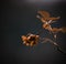 Dried brown rose flower shot in field amid nature