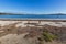 Dried brown seagrass seaweed washed ashore on Georges Bay in St