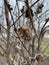 Dried brown sunflower in autumn close-up. Decorative dried burdock with trees background. Dry burdock flowers in late