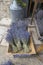 Dried brunches of lavender lying in a basket for sale