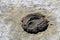 Dried buffalo feces on a dried mud flat