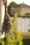 Dried bunch of lavender flower hanging on the window